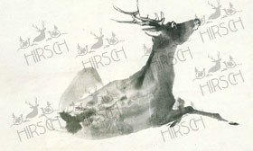 Deer lying down
