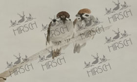 Pair of canaries