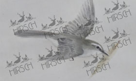 Cuckoo with leaf