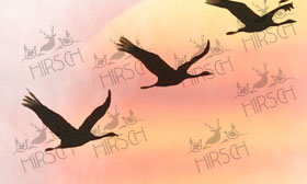 Cranes in flight with sunshine