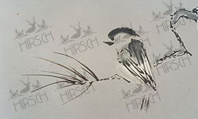 Little bird on pine branch