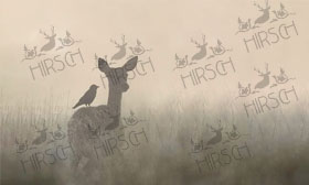 Fawn