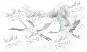 Cranes in flight