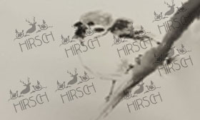 Sparrow on branch